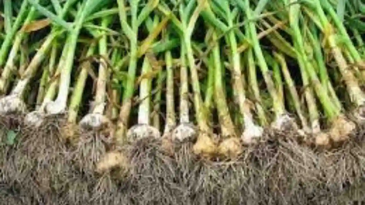 Garlic Disease Control