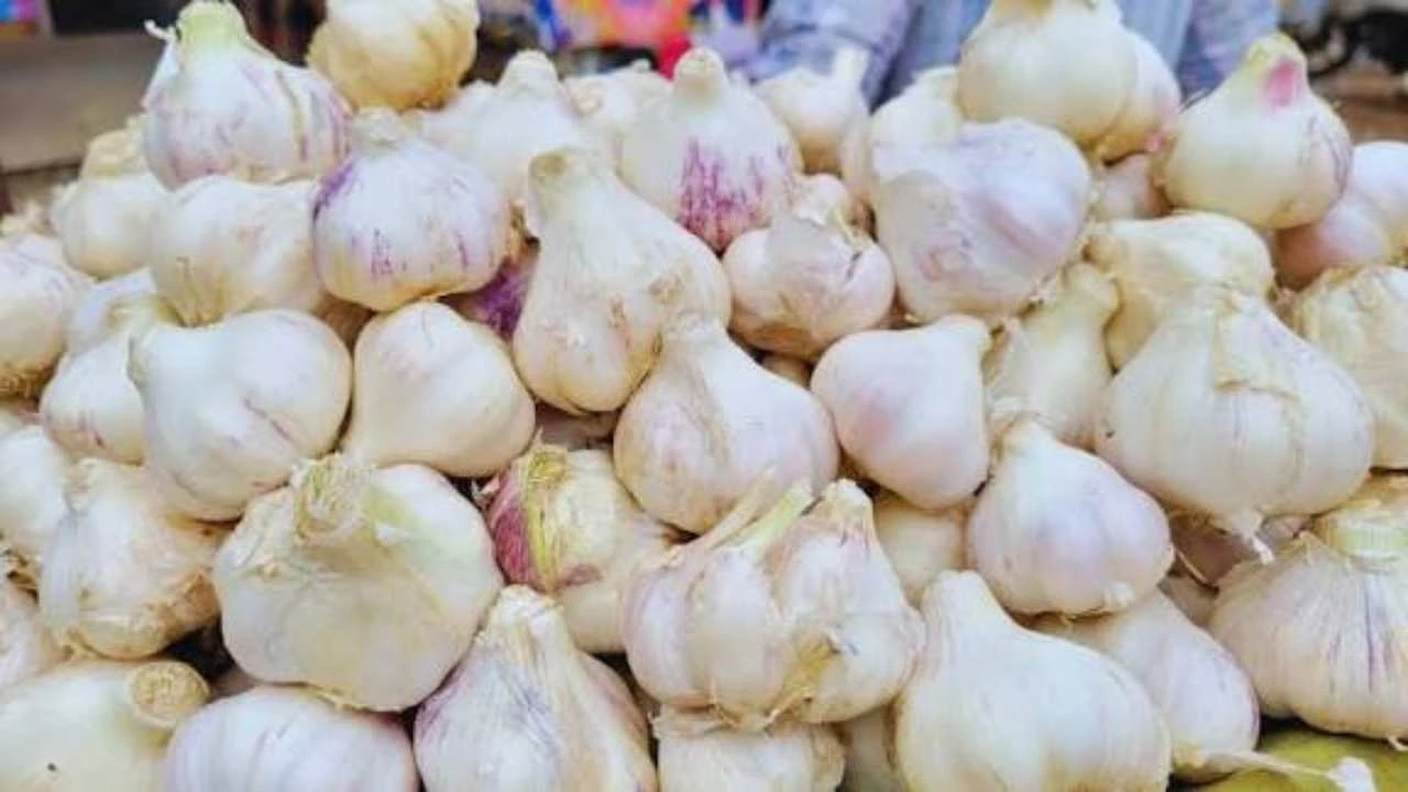 Garlic Prices