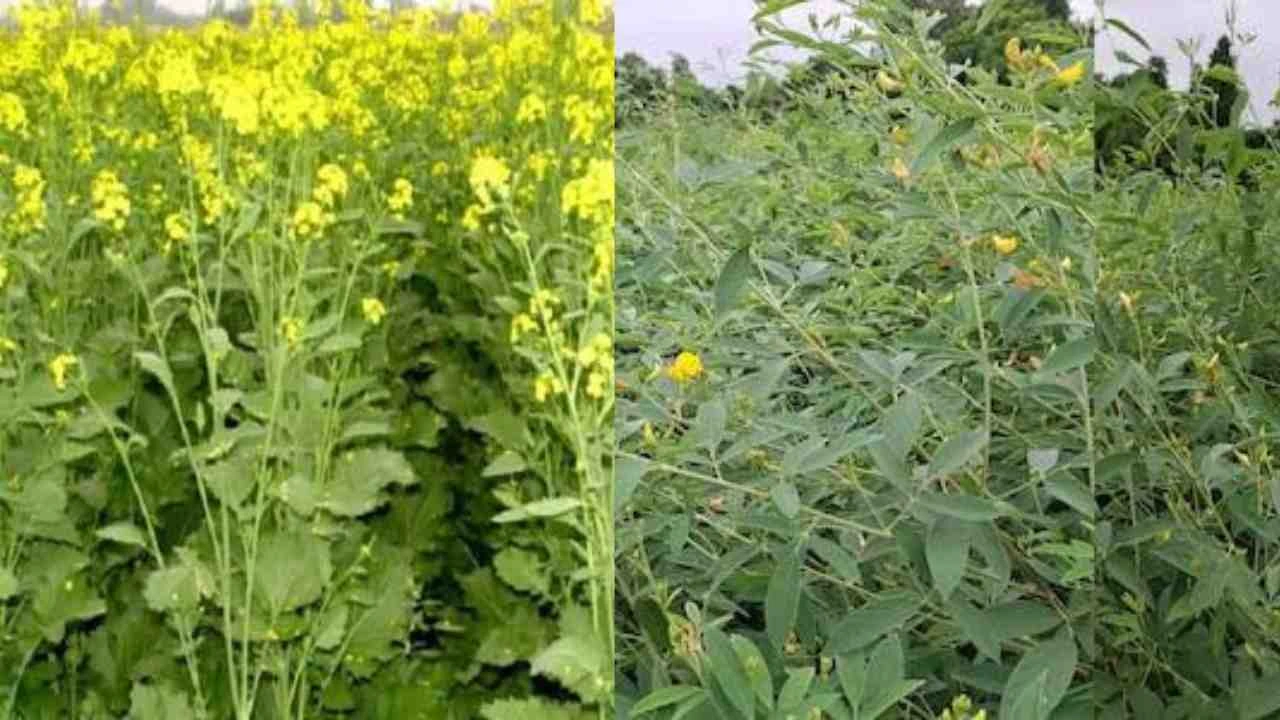 Rabi Crop Pest Control