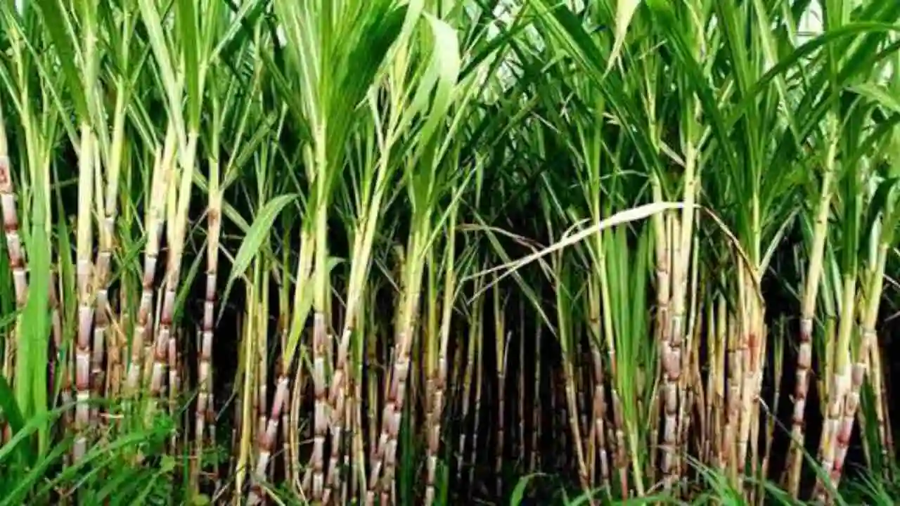 Sugarcane Cultivation