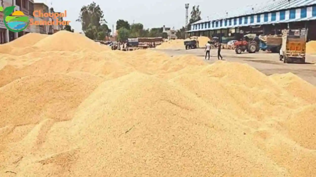 MSP Purchase Instructions