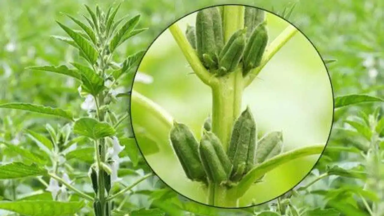 Sesame Cultivation