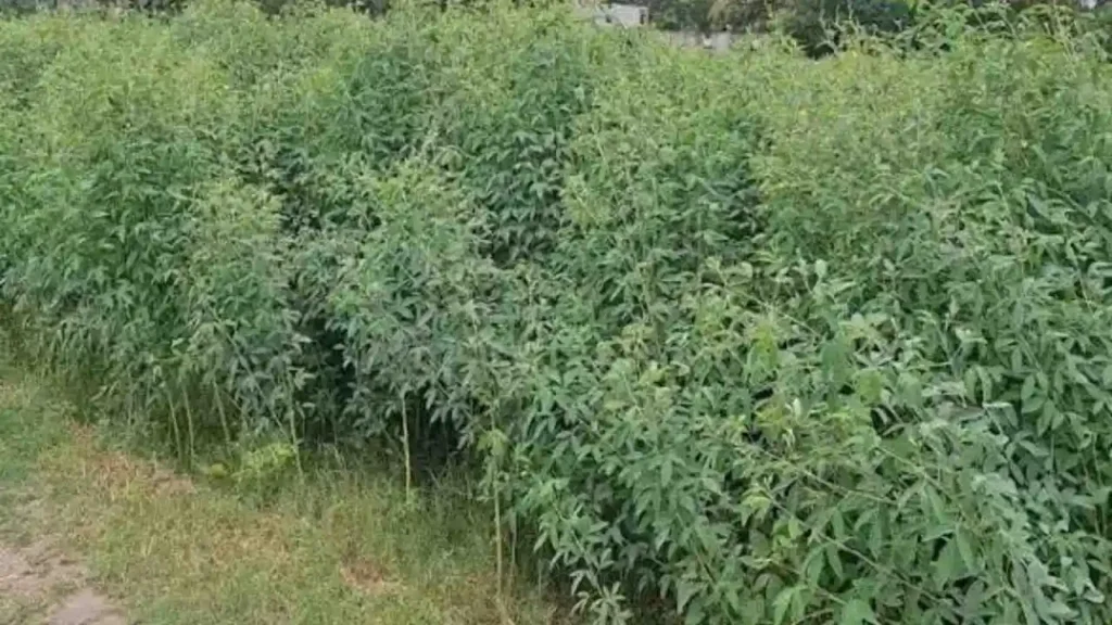 Pigeon Pea Sowing Advise