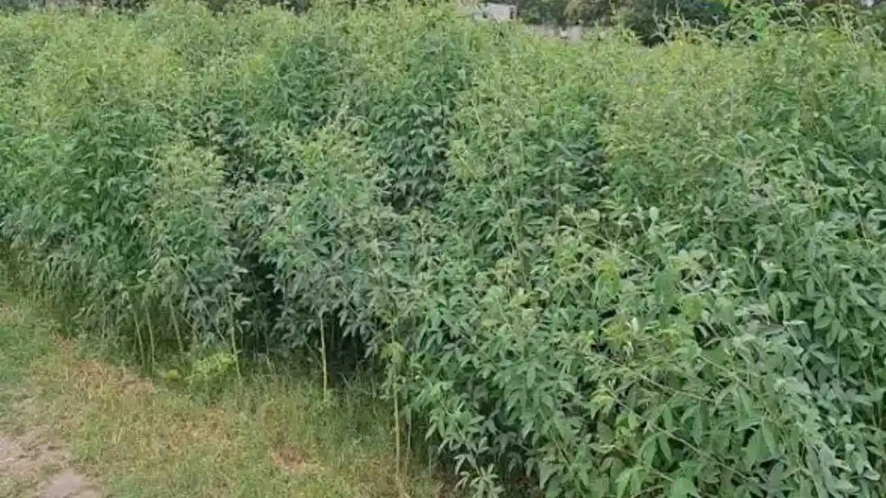 Pigeon Pea Sowing Advise