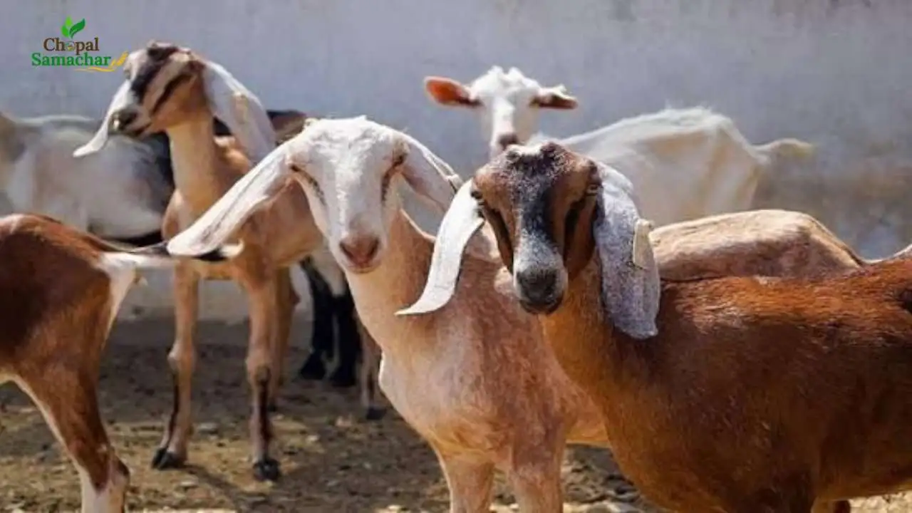 Bakari Palan Subsidy