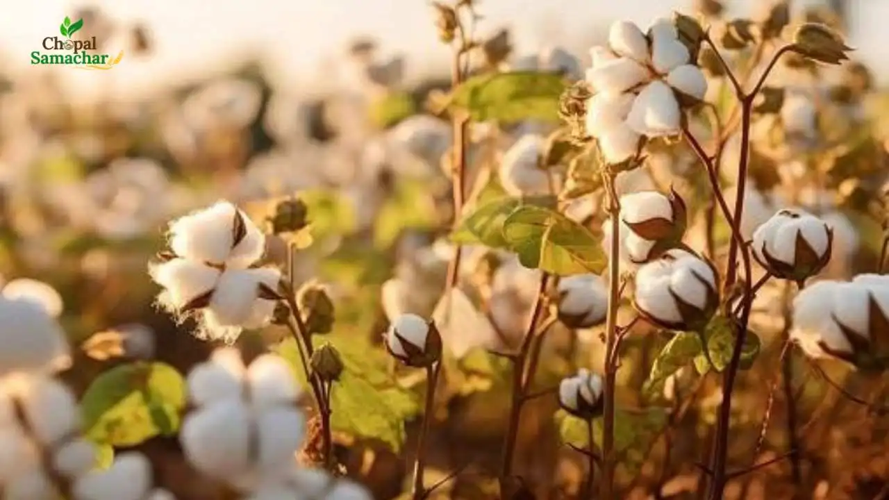 Cotton Sowing