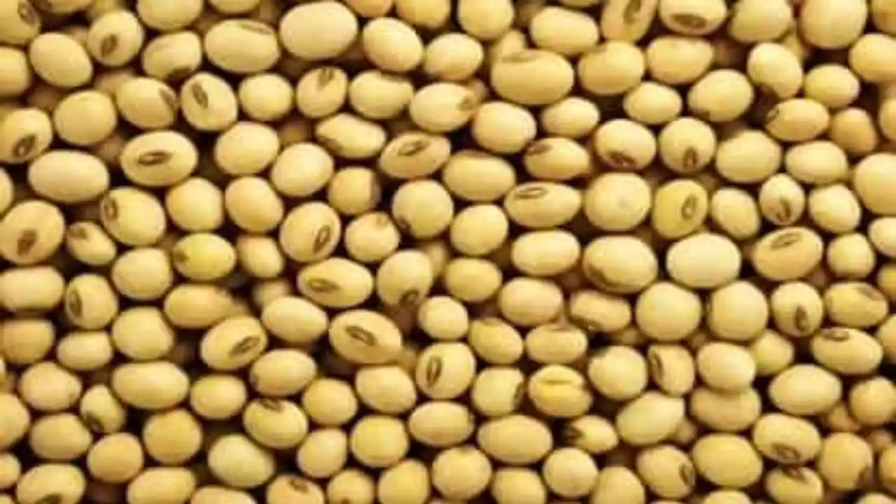 Today Soya Plant Rate