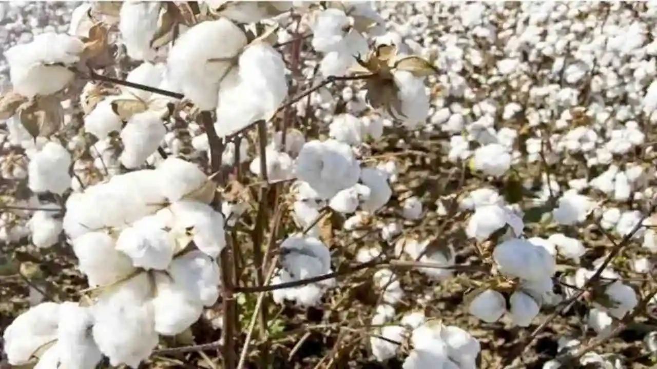 Desi Cotton Sowing