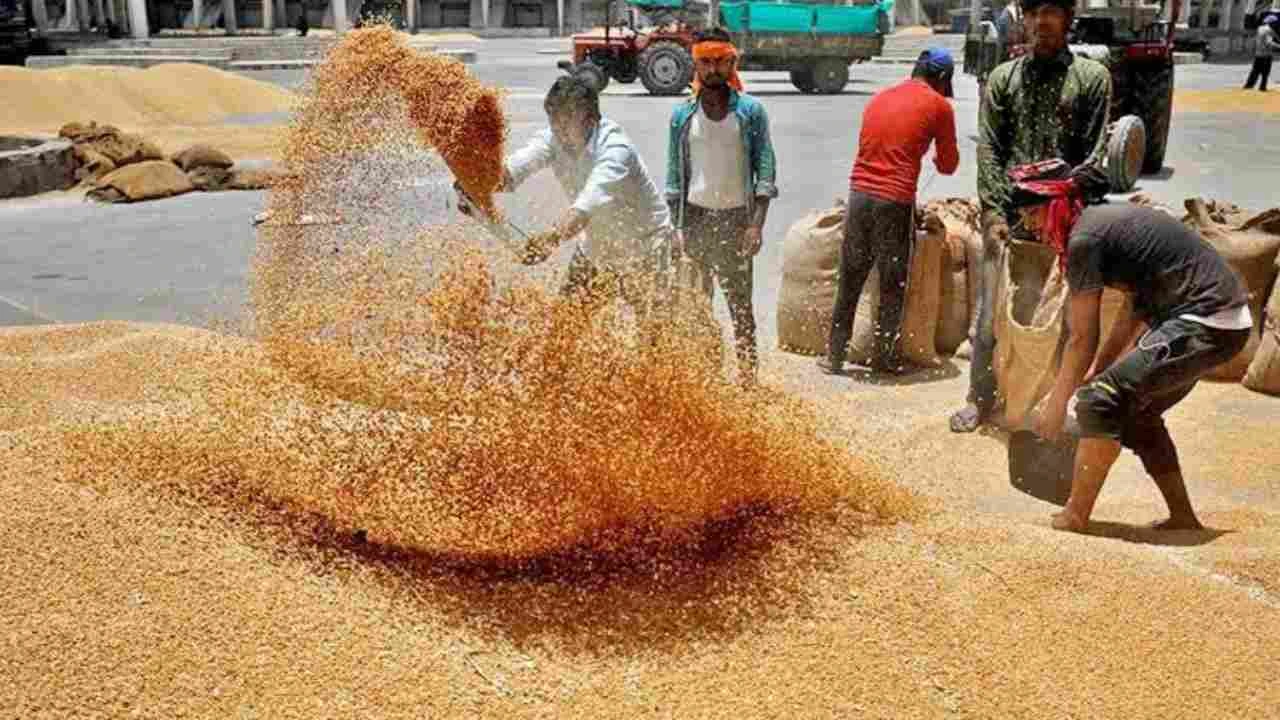 Wheat Procurement