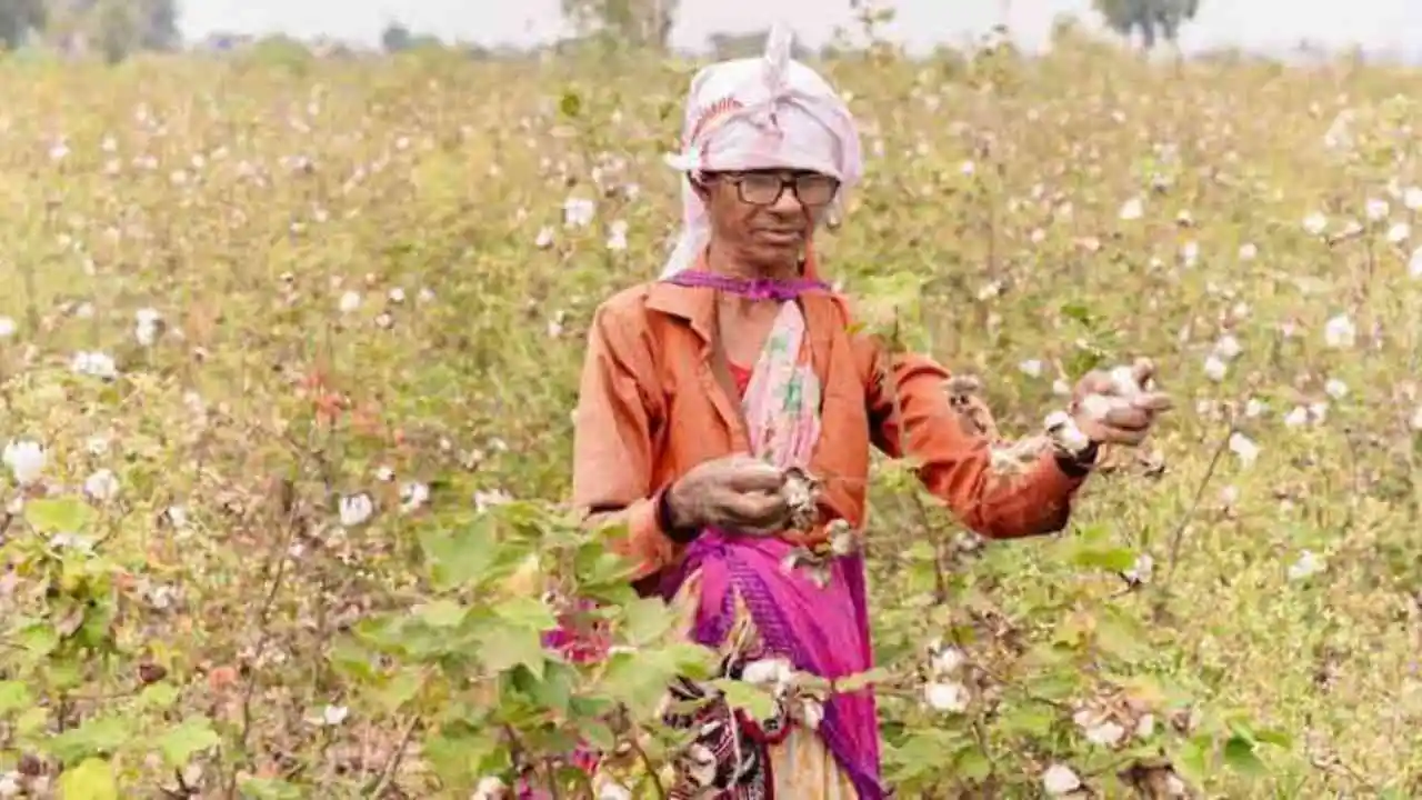 BT Cotton Farming