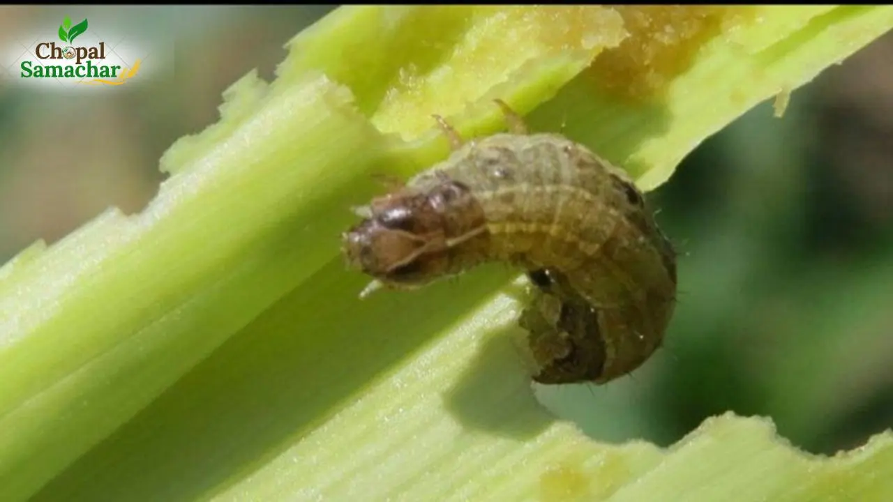 Agriculture Advise