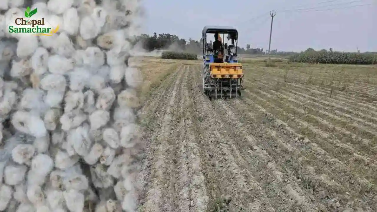 Cotton Sowing Advise