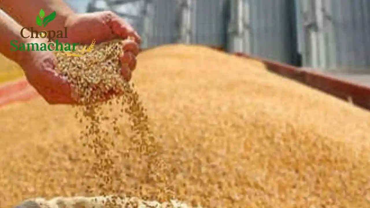 Wheat Purchase Limit