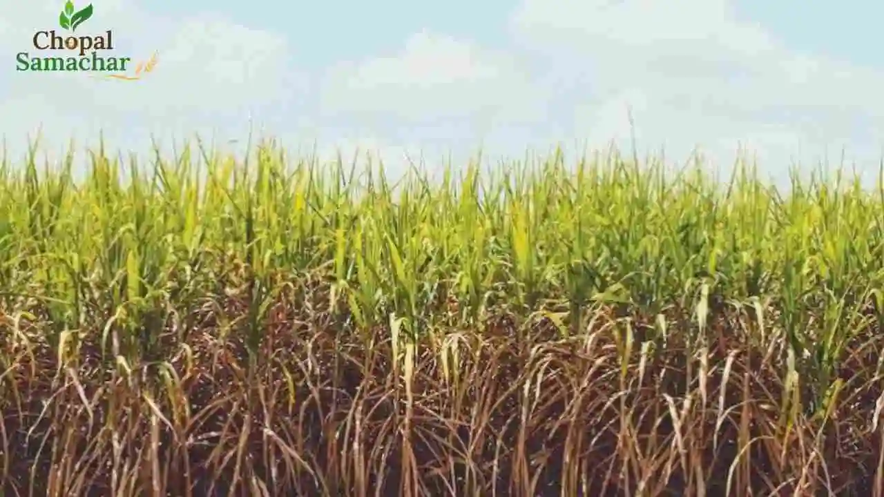 Sugarcane New Variety