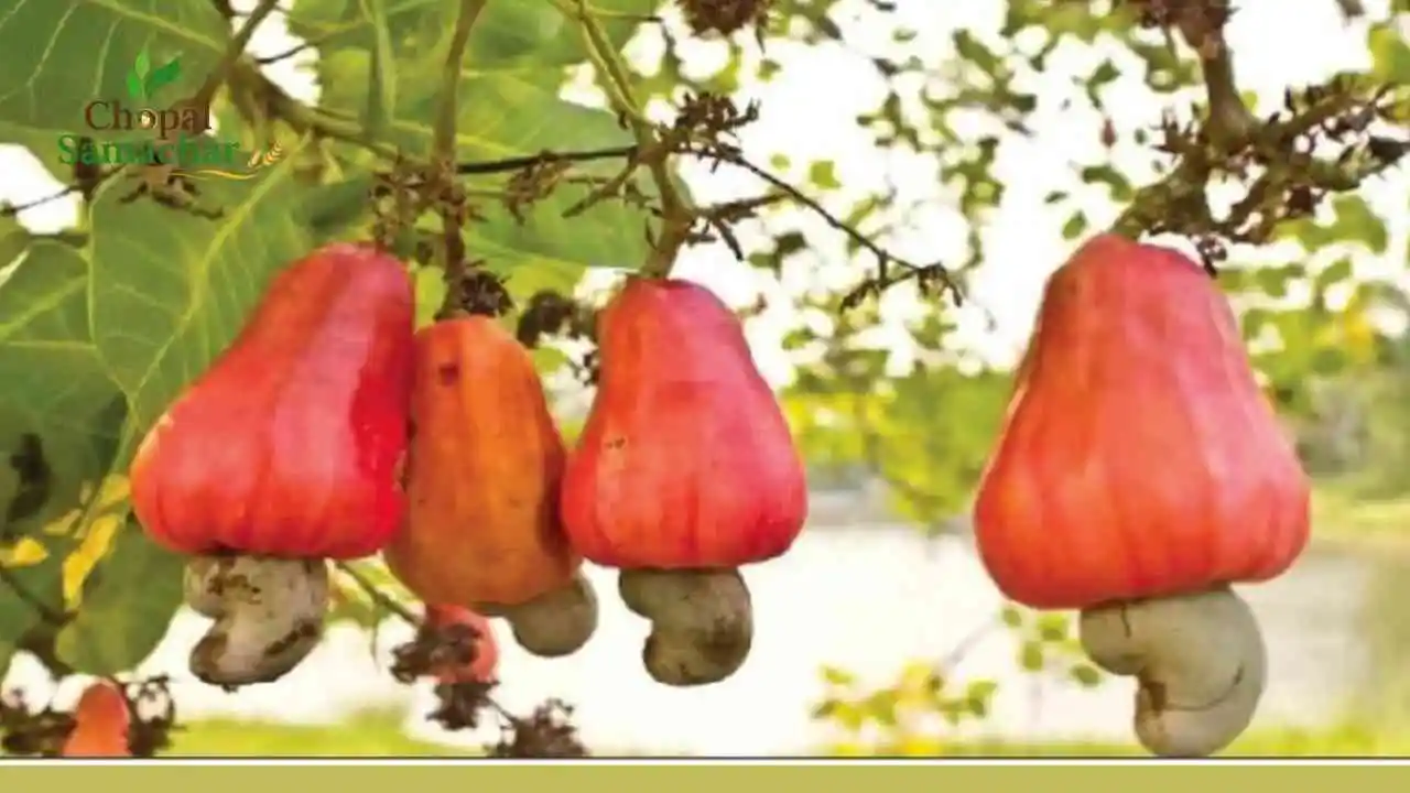 Cashew New Variety