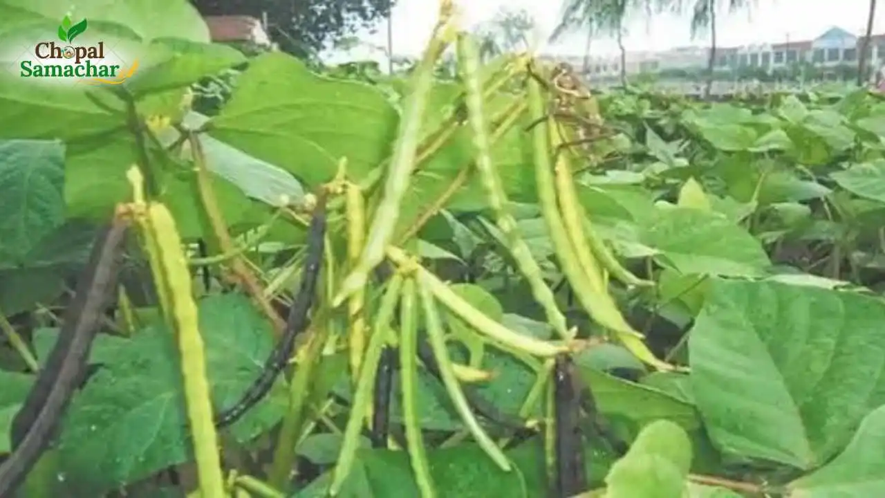 Mung Crop Advice