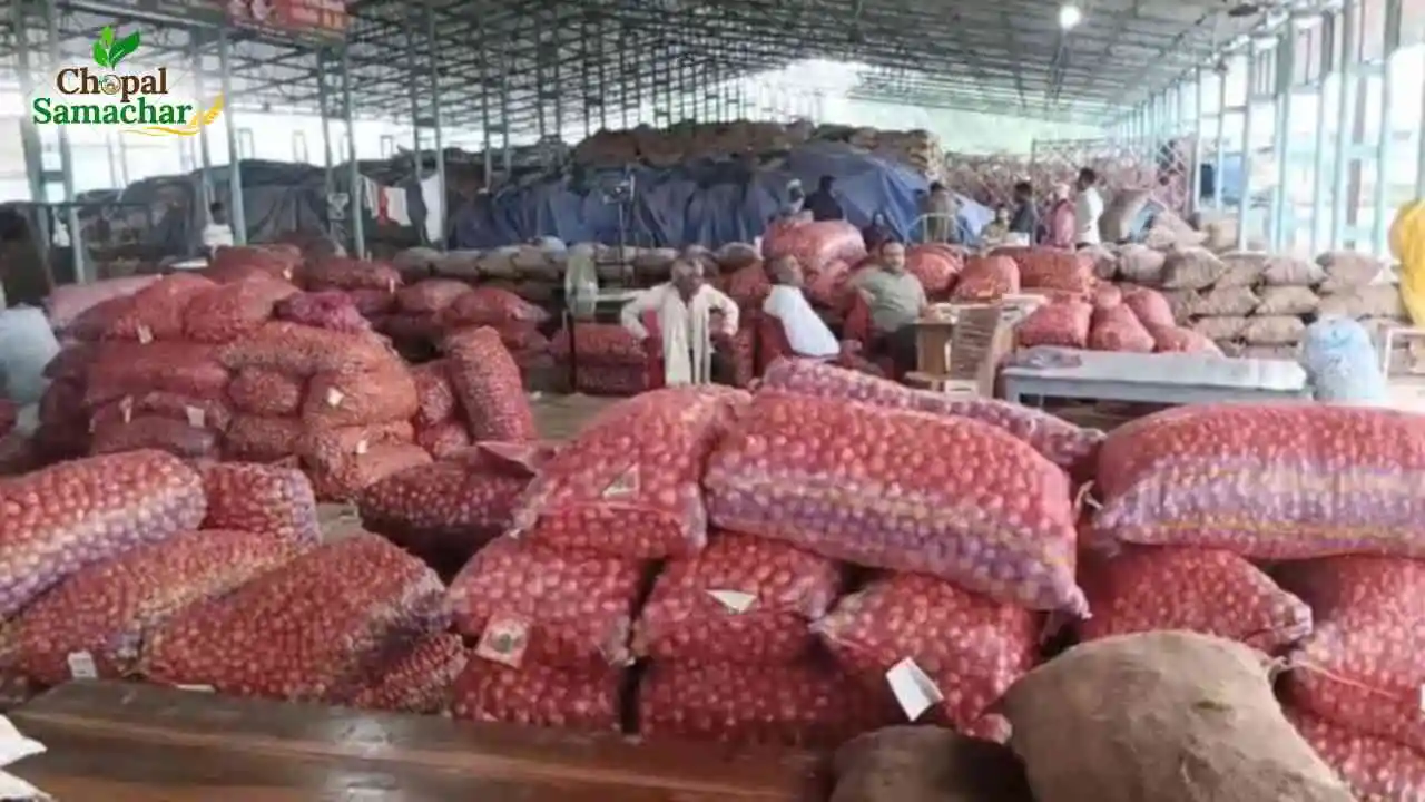 Today Onion Garlic Price