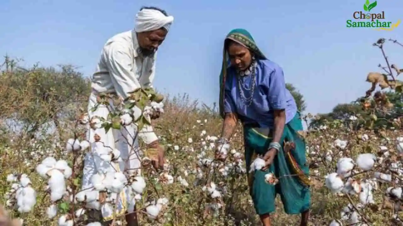 Cotton Farmer Scheme
