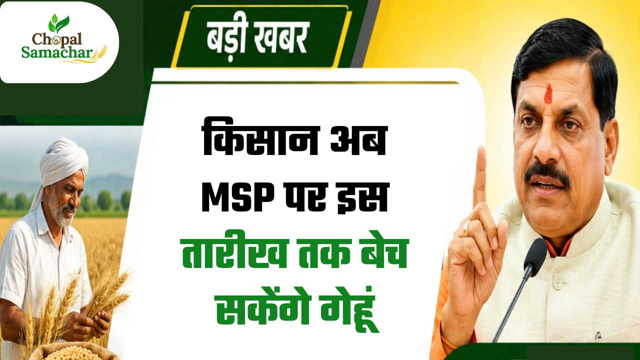 MP Wheat Purchase