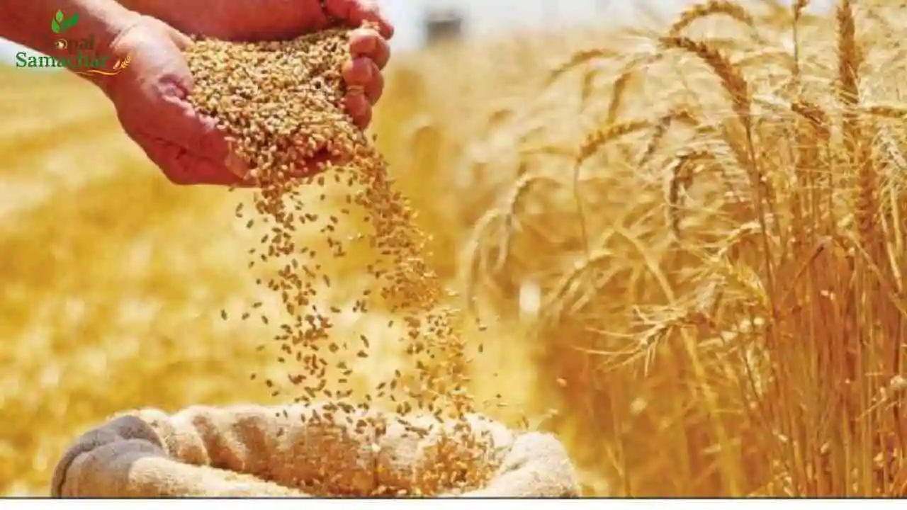 Wheat Price Predict