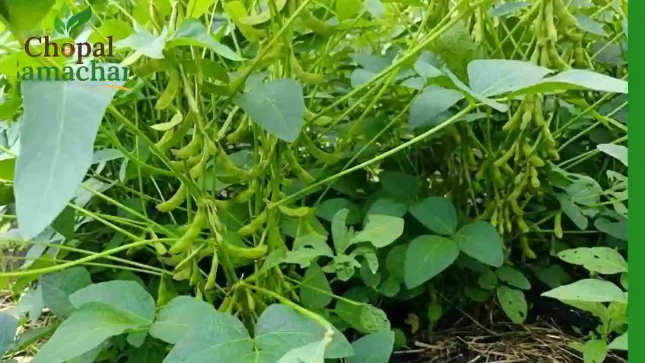 JS 2433 Soybean Variety