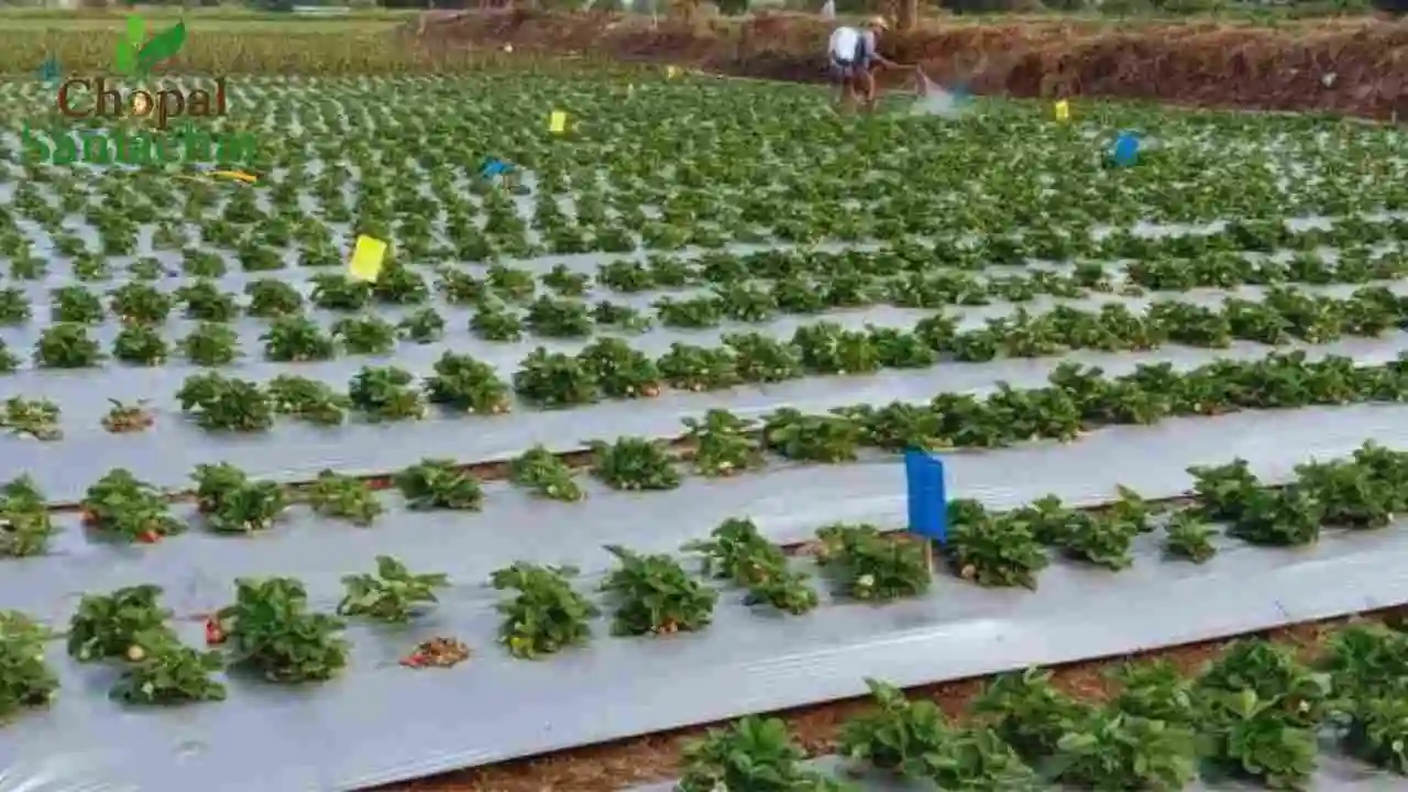 Mulching Method