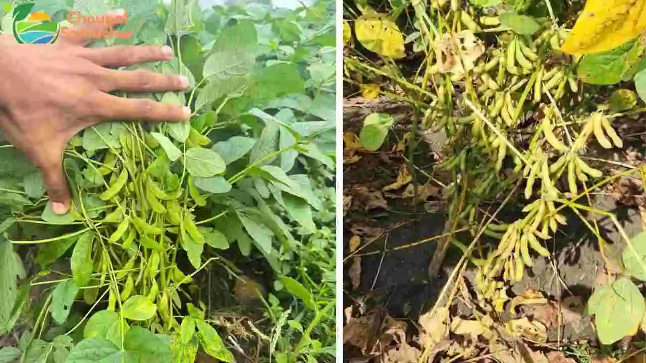 New Soybean Varieties