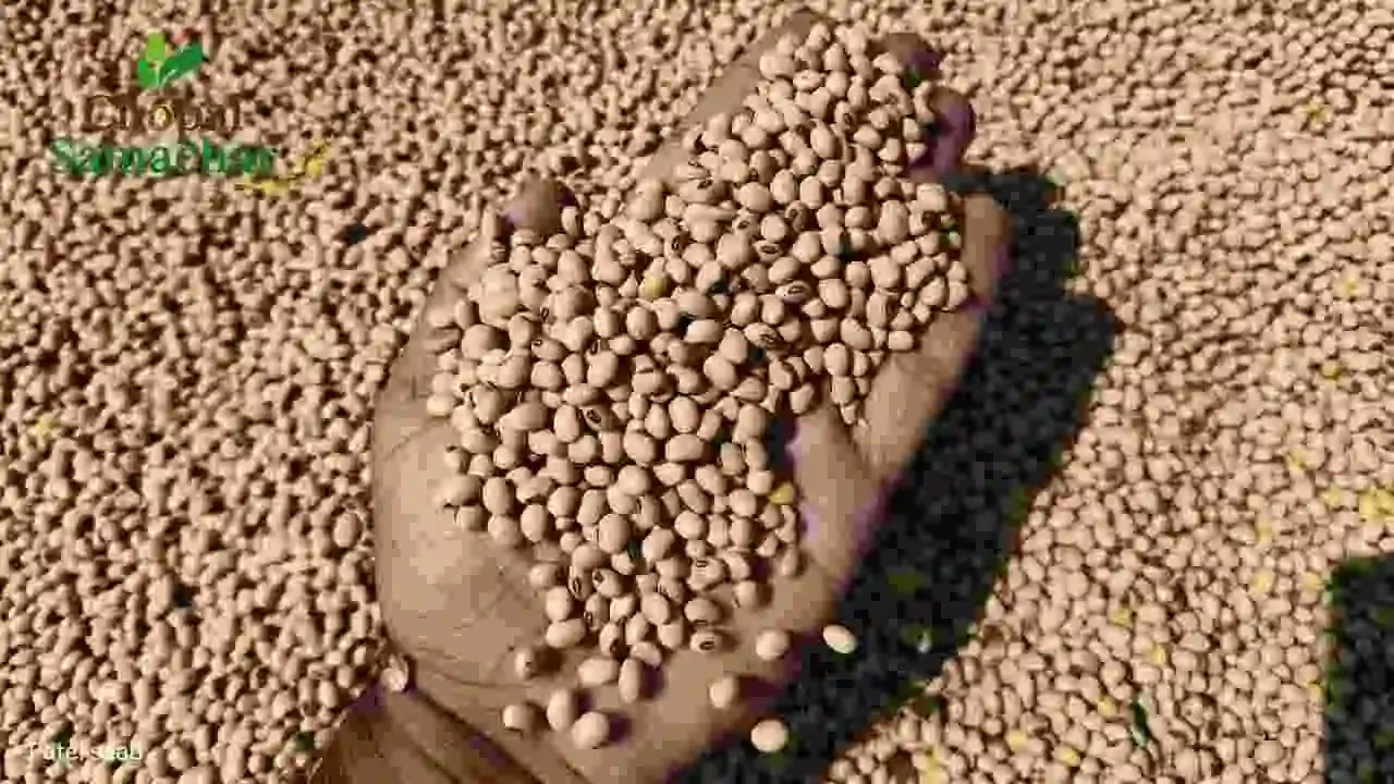 Soybean Prices
