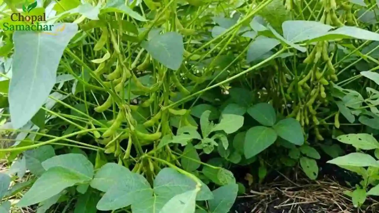 Soybean Cultivation