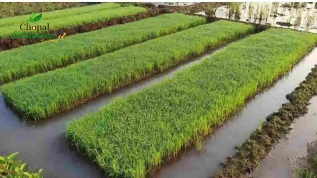 Paddy Cultivation