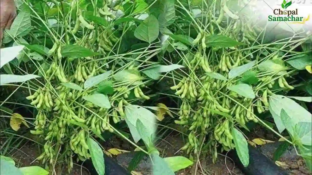 Soybean Variety 95 Sampurn