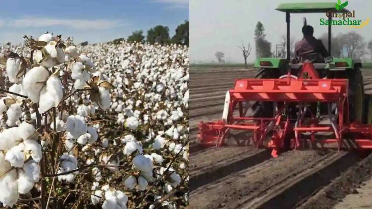 Cotton Sowing Method