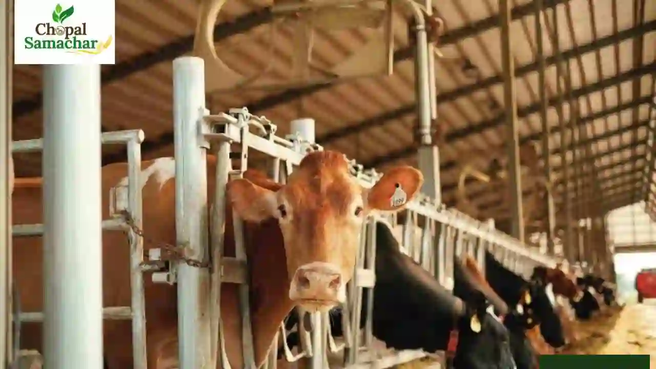 Dairy Cattle Scheme