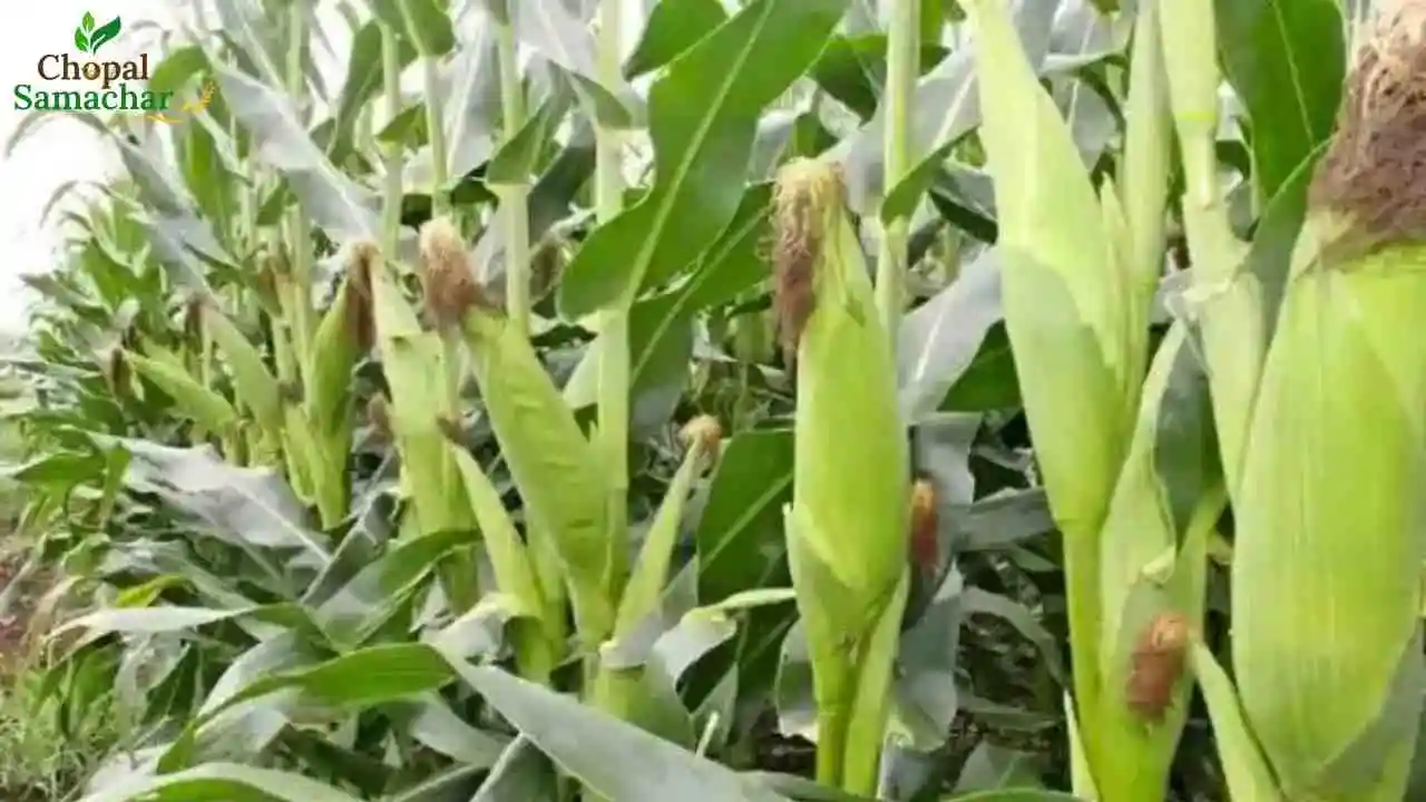 Maize Sowing Method