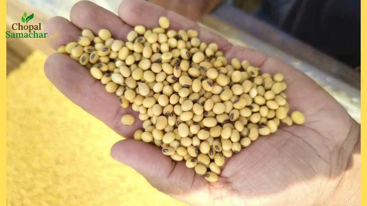 Soybean Rate Predict