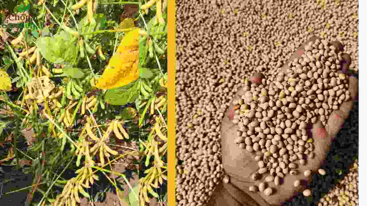 High Yielding Soybean Varieties