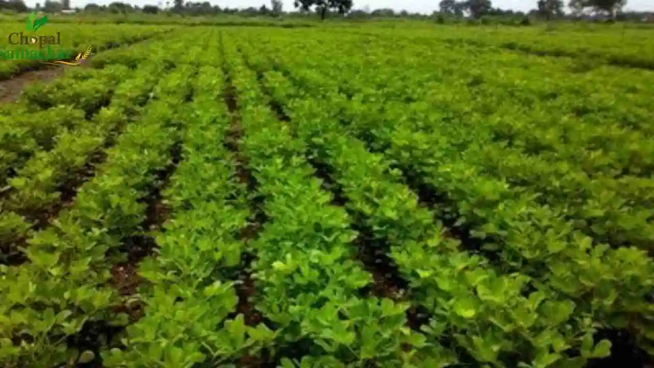 Mungfali Cultivation