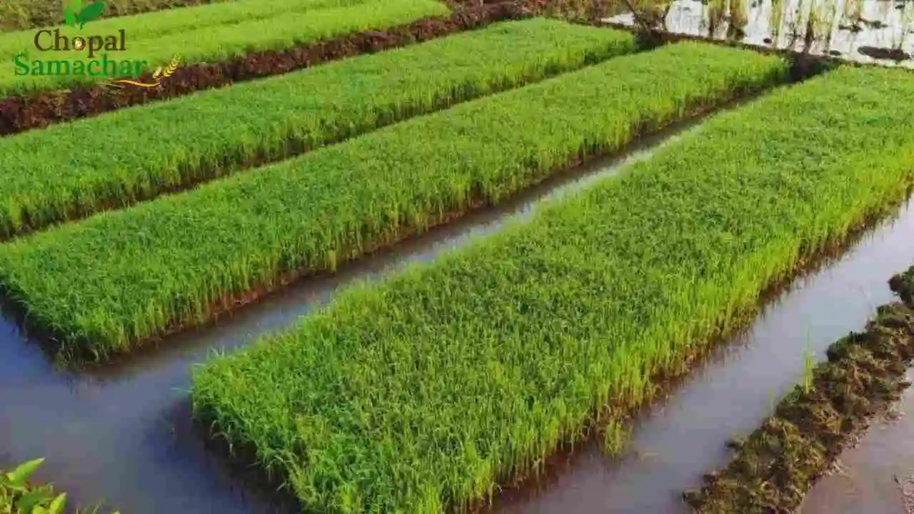 Rice Nursery Care