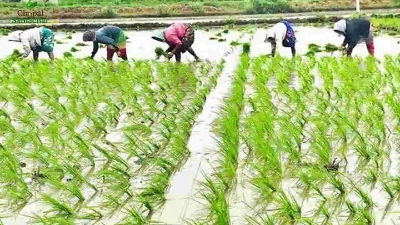 Agriculture Advisory