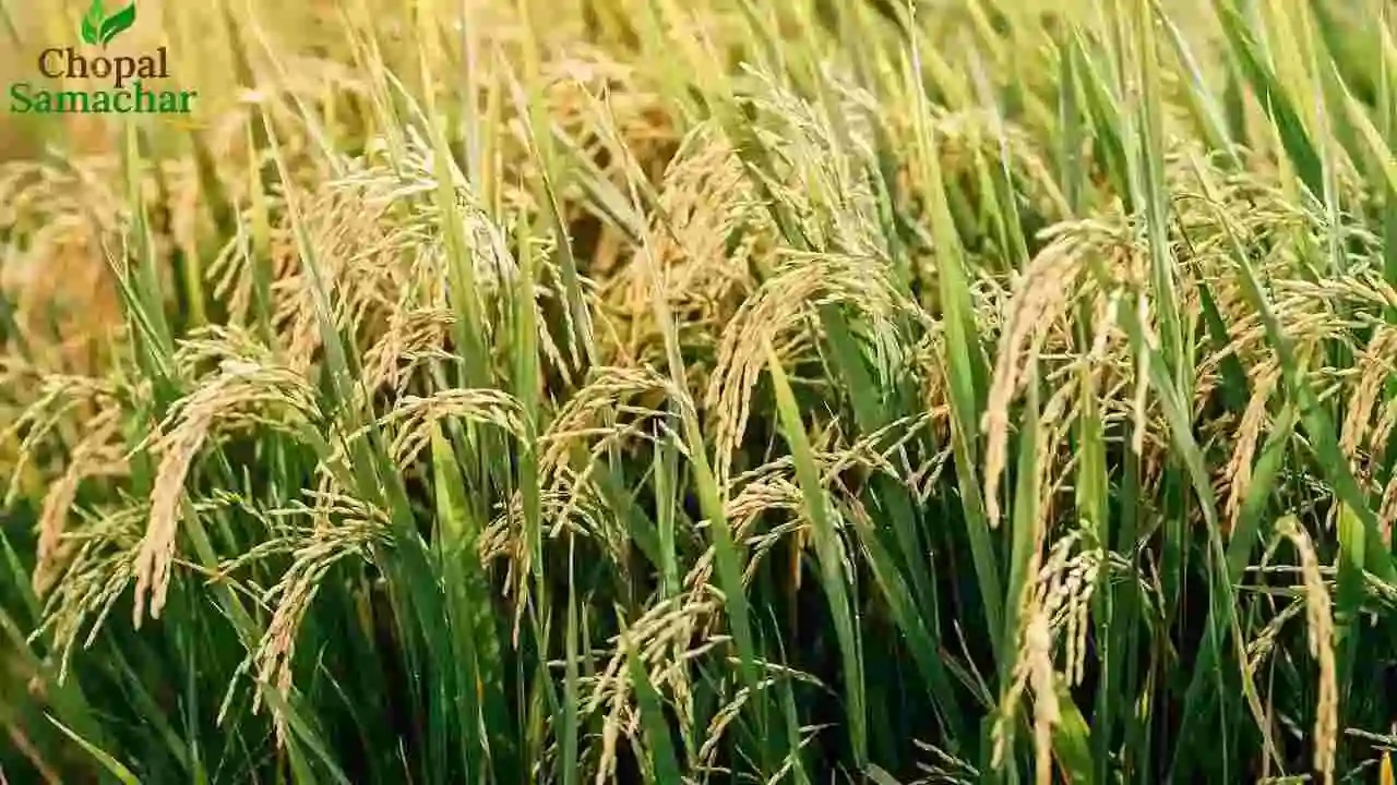 Major Rice Varieties
