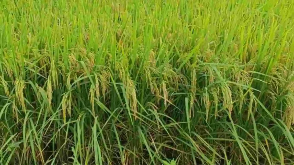 Kharif Improved Varieties