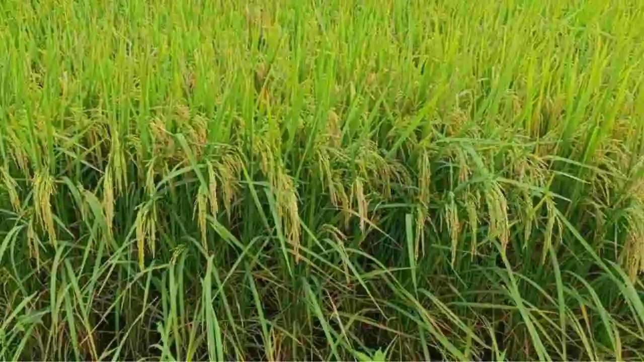 Kharif Improved Varieties