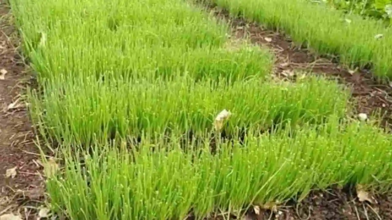 Onion Nursery Advise