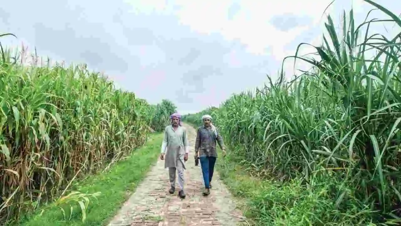 Sugarcane Cultivation Tips