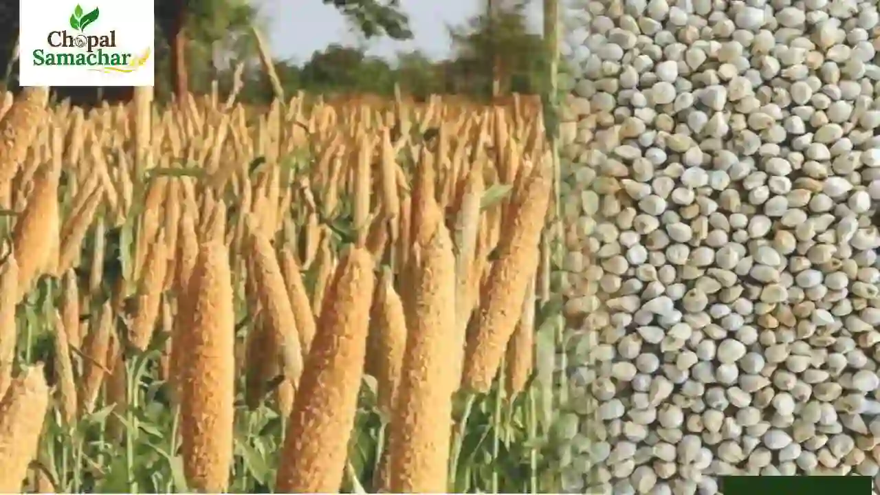 Hybrid Millet Varieties