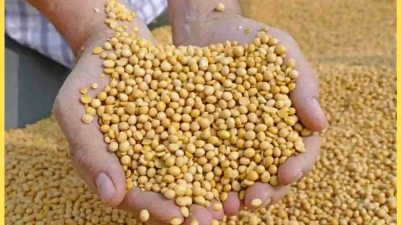Soybean Prices