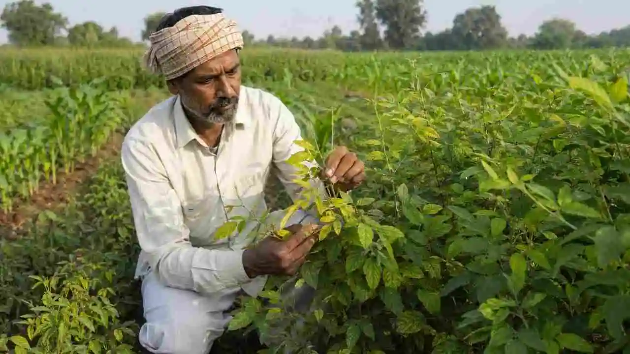 Pulse Crop Experts Advice