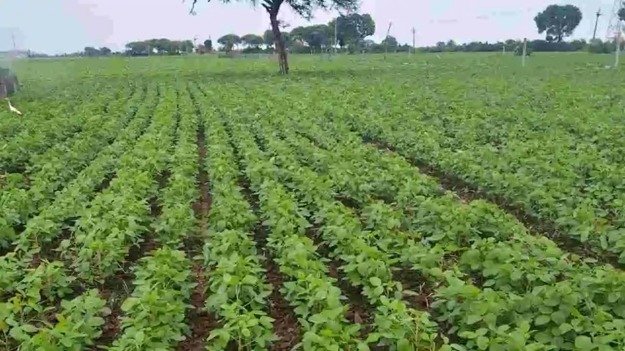 Soybean Crop First Spray