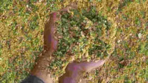 Silage Preparing Method