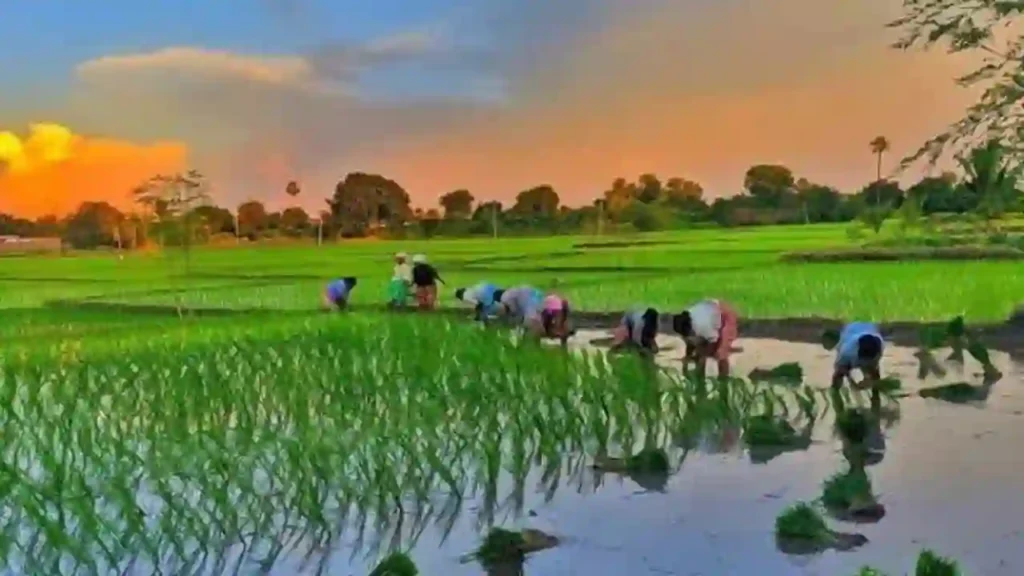Paddy Crop